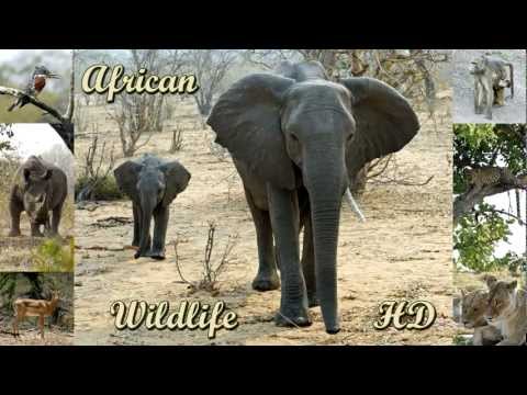African Wildlife HD - pictures of wild animals and birds of Africa (photo slideshow)