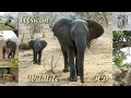 African Wildlife HD - pictures of wild animals and birds of Africa
(photo slideshow)