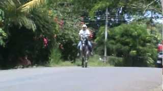 preview picture of video 'regueton caballo costarricense de paso'