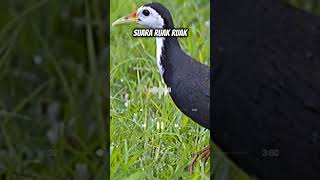 Download lagu Pikat Ruak Ruak? Pakai Suara ini,dijamin ampuh😱‼️#ruakruak #shorts mp3