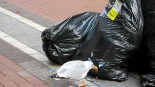 preview picture of video 'Seagull disafecting a garbage bag'