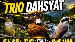 Download lagu MASTERAN CILILIN - BRINJI RAMBUT TUNGGIR - JINGJING PETULAK JERNIH - MASTERAN KOMBINASI TERBARU 2025 mp3 Download lagu MASTERAN CILILIN - BRINJI RAMBUT TUNGGIR - JINGJING PETULAK JERNIH - MASTERAN KOMBINASI TERBARU 2025 mp3