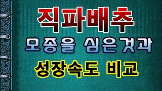 [텃밭농부.762]  김장배추 직파와 모종의 성장속도 비교 #김장배추재배