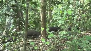 preview picture of video 'Im Regenwald von Costa Rica'
