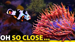 Clownfish Hosting Guide: Step 1… Ignore the Anemone Completely