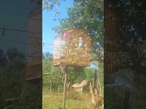 sabiá CURINGA ❤️ #aves OLINDA NOVA MA!!!