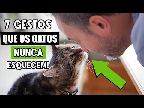 Os 7 gestos de amor que o seu gato espera de você durante TODA A SUA VIDA