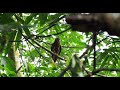 Brown Hawk Owl Boobok Call L