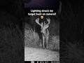 Lighting strikes my deer on camera!!😳🤯 #deer #lightning #wildlife