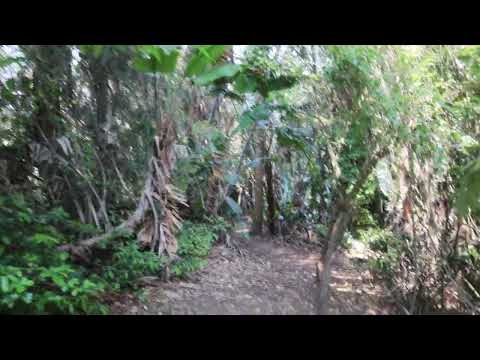 KwaZulu-Natal Dune Forest, KZN, South Africa 2022