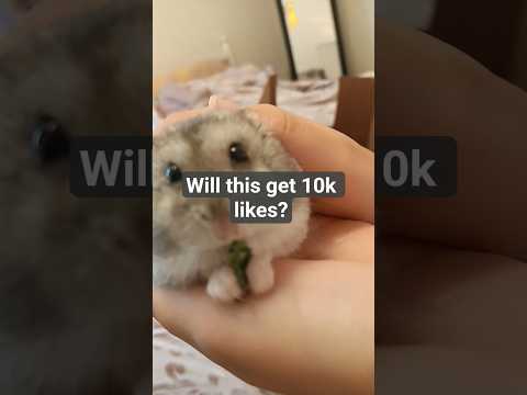 he's so 😍 #funny #memes #hamster #funnyimages