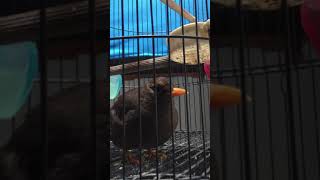 Download lagu ANIS GADING / JALAK LAWU GACOR mp3