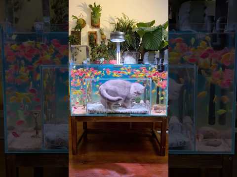 Living with the Enemy? 🐱🐠 The Ultimate Underwater Cat House!