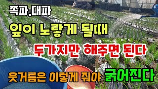 쪽파.대파 잎끝이 노랗고 마를때 두가지만 해주면된다 쪽파웃거름추비시기 이렇게 줘야 굵어져요.