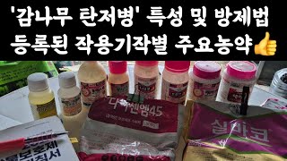 '감나무 탄저병' 특성 및 방제법