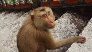 preview picture of video 'Travel Cambodia: Phnom Sampov Monkey Temple [Battambang,Siem Reap]'