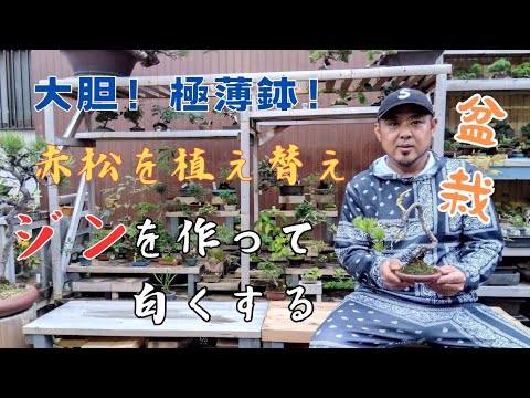 自家製ツリーライムの作り方は？菩提樹にいつメスを入れるのか？なぜ、どのように行うのか?  庭園