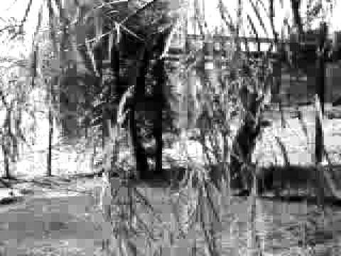 Jonny L   Back to your Roots By  Rod Roots