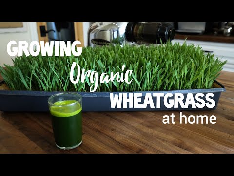 , title : '~Growing Organic WHEATGRASS at Home ~'