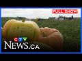 Help For Pumpkin Farmer CTV Morning Live Winnipeg For September 8 2025