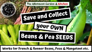 How to Collect and Save your Beans and Pea seeds for FREE for LIFE! (A Step to Self Sufficiency) #45