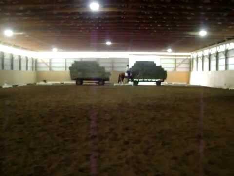 SOLD -- Willy - Training Update! - 5 y/o Dutch Horse - 17.1hh - Walk/Trot/Canter