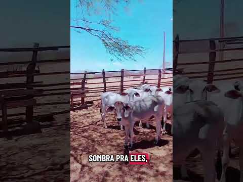 @comédia selvagem @coisas do nordeste@Simões Piauí @ROTASDONORDESTE 