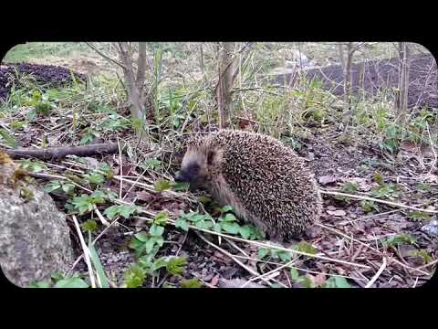 Frisläpp av igelkott 🦔