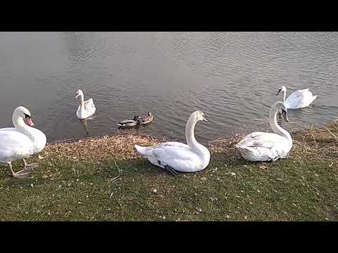 Łabędź numerowany 4kc5 i jego towarzystwo