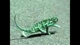 Chameleon Tippin Down