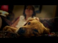 paws4vets