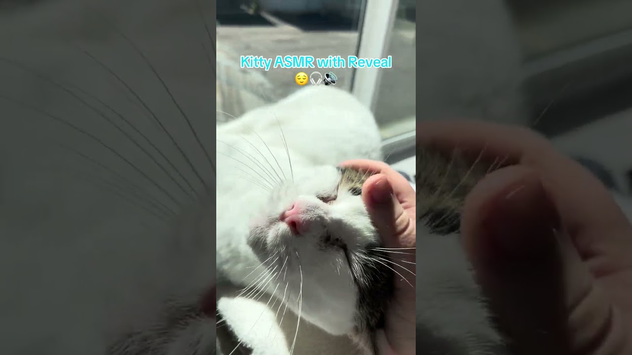 Enlarge Reveal, a Adoptable Domestic Short Hair in St. Helena, CA video 6/6