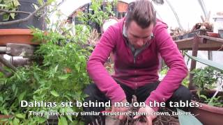 Yacon - Smallanthus sonchifolius: Harvest, History, Food, Medicine, Breeding