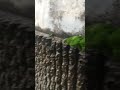 tip of super clean moss is on the concrete not on the dirt