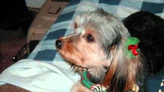 Patti Page  -  HOW MUCH IS THAT DOGGIE IN THE WINDOW .wmv