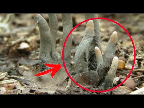 UWAGA! Jeśli zobaczycie TO w lesie, natychmiast stamtąd uciekajcie!