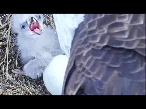 Extreme cute feeding by Mom~8:25 AM 2019/12/20