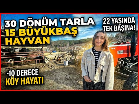 30 Dönüm Tarla ve 15 Büyükbaş! 22 Yaşında Tek Başına | Genç Çiftçi Emine Kaya’nın Hayatı!