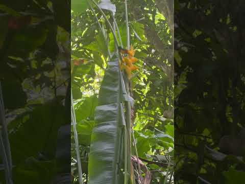 Montserrat Oriole flapping its wings in the rainforest