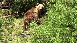 preview picture of video 'Enduro drivers meet bear in the forest...'
