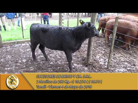 04-05-18 Venta de Machos Invernada - Suc. de Brivio y Cía. S.R.L. - Tandil