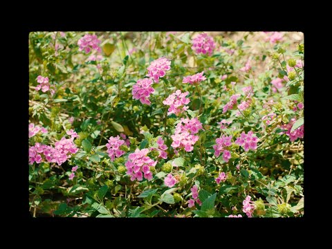 Plantasia But It's All Images Of Plants (Mother Earth's Plantasia -- Mort Garson - Full Album)