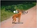Gudmarani Podmarani