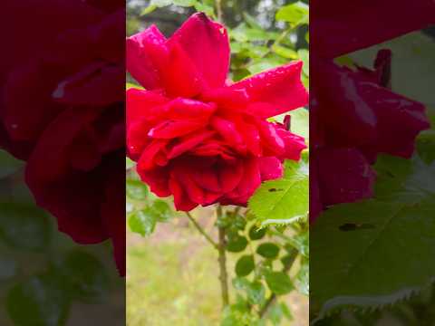 Beautiful Rose 🌹 in our garden. #rose #homegardening #shorts #bibleverse #flowers 🌹🌹♥️