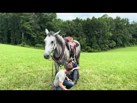 Horsebay