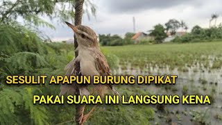 Download lagu Terbukti paling ampuh sepanjang masa suara pikat ciblek sawah klik klik. mp3