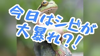 【WARZONE】今日はシビが大暴れ？！