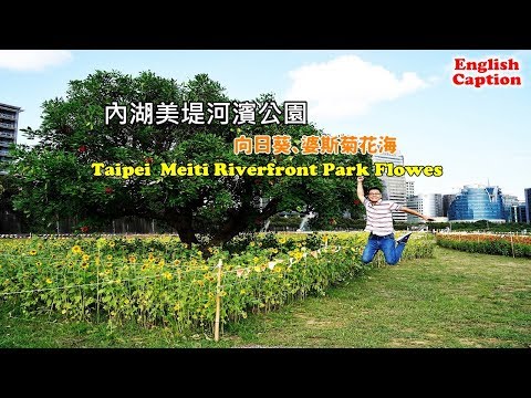 Călătorie în Taiwan ghid, floarea-soarelui Zinnia și Cosmos în Taipei