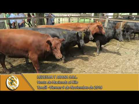 09-11-18 Venta de Hacienda al Kilo - Ledesma y Arana S.R.L. - Tandil