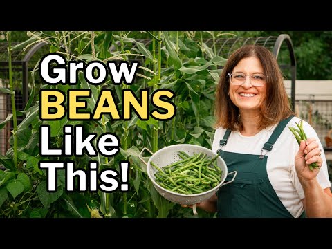 Why Your Beans Aren’t Producing (And How to Fix It)